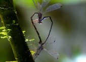 Investigadores de la  Universidad San Francisco de Quito, la Universidade de Vigo (España), la Universidad de São Carlos (Brasil) han descubierto una nueva especie de libélula en la selva amazónica de Ecuador.