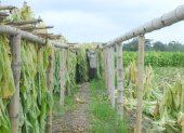 El el recinto La Porfía dejaron de sembrar tabaco.