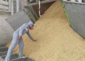 Las plantas de arroz no dejan de trabajar en Yaguachi