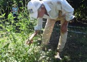 Telmo Vite, de 88 años, junto a la planta dice que desde niño ha tomado la infusión para mantenerse saludable.