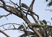 En el parque Seminario hay alrededor de 200 iguanas.
