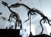 Two dinosaur skeletons, an Allosaurus and a Camptosaurus discovered in Wyoming, are reconstructed ahead of an auction at Artcurial auction house in Paris, France, November 13, 2018. REUTES/Charles Platiau