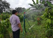 En las plantaciones de cacao el aspersor o cañón se mueve de un lado a otro para mojar la mayor cantidad de superficie.