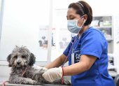 Foto referencial de una veterinaria atendiendo a un perro.