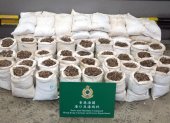 (FILES) This handout file photo taken on January 5, 2018 and provided by the Hong Kong Customs and Excise Department shows a seizure of about 1,800 kilograms of suspected pangolin scales from a container, with an estimated market value of about 350,000 USD, at the Kwai Chung Customhouse Cargo Examination Compound in Hong Kong. - China has removed pangolin parts from its official list of traditional medicines, state media reported on June 10, 2020, days after increasing legal protections on the endangered animal. (Photo by Handout / Hong Kong Customs and Excise Department / AFP) / -----EDITORS NOTE --- RESTRICTED TO EDITORIAL USE - MANDATORY CREDIT "AFP PHOTO / Hong Kong Customs and Excise Department" - NO MARKETING - NO ADVERTISING CAMPAIGNS - DISTRIBUTED AS A SERVICE TO CLIENTS