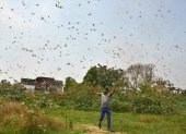 ALLAHABAD. Un hombre camina bajo la sombra que generan las langostas, que invaden no solo las zonas agrícolas de Paquistán e India, sino a media docena de países de África Oriental.