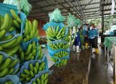El frío baja la calidad del banano.