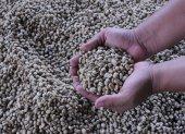 El café robusta no despegó en Ecuador como se esperaba
