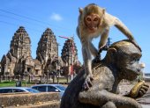 LOPBURI. Un macaco trepa una estatua de mono frente al templo budista Prang Sam Yod en esta ciudad, a 155 km al norte de la capital Bangkok.