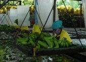 El banano es la fruta más demandada en Europa.