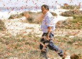 La plaga de la “langosta” ha ocasionado graves daños económicos debido a sus invasiones desde hace siglos.