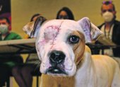 El 9 de junio, la perrita Valiente fue hallada en el sur de Quito, con el rostro descuartizado. Fue macheteada por su dueño.
02  DE JULIO DEL 2020 
ANGELO CHAMBA 
Agencia (ag-expreso ag-extra ag-Quito) ACCIÓN ANIMAL ECUADOR