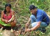 Chacra. Juan Aniceto junto a Dina Payaguaje, cosechando yuca en una de las chacras de la comunidad Secoya Remolino
