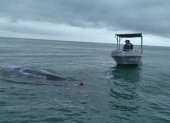Rescataron una ballena jorobada, de 8 metros de largo, enredada en mallas de pesca.