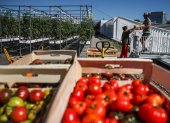 PARIS. Dos trabajadores mueven cajas de tomates en la azotea del pabellón 6 del recinto ferial de esta capital europea.