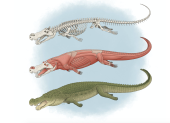Ilustración del Deinosuchus para Journal of Vertebrate Paleontology