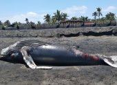 Un aspecto del ballenato varado. Afirman que no mide más de cinco metros.