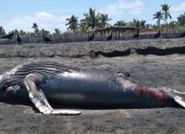 Hace dos días, el ballenato aterrizó muerto en la playa.