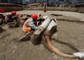 CIUDAD DE MÉXICO. Especialistas del Instituto Nacional de Antropología e Historia (INAH) trabajanen el sitio donde fueron hallados un número importante de restos de Mamut.
