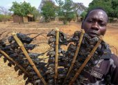 Manjawira. Un hombre vende ratones a lo largo de la carretera. Un bocadillo popular cuando la comida es abundante, pero estos días de escasez de alimentos y las dificultades económicas, son una opción definitiva.