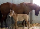 Kurt, el clon de caballo de Przewalski, al lado de su madre de alquiler.