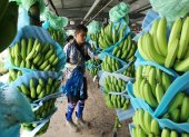 El banano representó importantes ingresos para el país en medio de la pandemia.