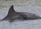Algunas artes de pesca, el ruido y el choque con embarcaciones, así como las descargas contaminantes al estuario, afectan a los delfines del Golfo de Guayaquil.