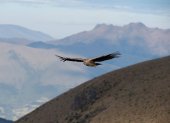 Una hembra de cóndor andino (Vultur gryphus) sobrevuela la reserva privada Chakana de la fundación Jocotoco, en las faldas del volcán Antisana, a 50 km al sureste de Quito.
