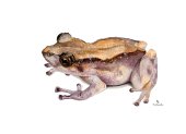 Pristimantis matildae