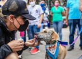 Hecho. 15 perros y 5 gatos fueron adoptados en la feria del parque de la Kennedy.