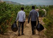 Temporeros pakistaníes trabajan en la vendimia en la localidad de Lapuebla de Labarca, en la Rioja Alavesa.