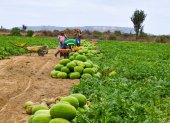 La sandía es uno de los productos más ofertados.