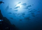 Tiburones martillo en las aguas de Revillagigedo.