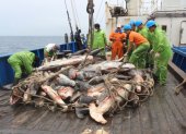 Después del tráfico de drogas y el de armas, la pesca ilegal es la tercera actividad ilícita más lucrativa del mundo.