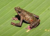 La Atelopus moropukaqumir o rana arlequín de Ayacucho es una nueva especie para la ciencia.