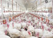 Entre el 90 y 95 % de la producción de pavos del año se consume únicamente en diciembre.