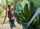 Producción. El 2020 no ha sido bueno para el banano, en su mayoría.