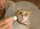 A los gatos es más complicado dar la medicación, especialmente las suspensiones.
