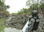 Hecho. Un agente del GIR observa una tala de manglar en el golfo.