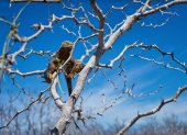Estos reptiles contribuyen a la restauración ecologica de otras dos islas de Galápagos.