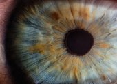 Referencial. Se trata de un dispositivo capaz de imitar la retina, la capa más interna del globo ocular cuya misión es transformar la luz que recibe en impulsos nerviosos que traslada al cerebro a través del nervio óptico.