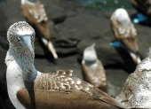 Un grupo de aves conocidas como "piqueros patas azules" fue registrado en las ecuatorianas Islas Galápagos.