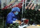En 2020 las exportaciones de flores decrecieron cerca de 8 % debido a la crisis económica.