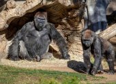 Fotografía cedida por el Parque Zoológico Safari de San Diego, en California (EE.UU.), en la que se observa a los gorilas del centro, el 10 de enero de 2021.