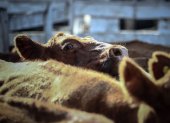 Una lagrima cae del ojo de una vaca que espera ser vendida para luego ser faenada, el 12 de enero de 2021, en el Mercado de Hacienda de Liniers, en la Ciudad de Buenos Aires (Argentina).