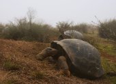 Dos tortugas Chelonoidis vandenburghi en la zona del volcán Alcedo, en las islas Galápagos.