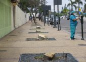 Ambiente. Este es el estado en el que quedaron los árboles ubicados al ingreso de Puerto Santa.