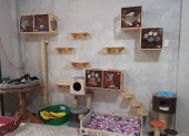 La fundación Yo Amo Animales cuenta con gimnasio para gatos desde noviembre pasado.
