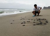 Fotografía del Ministerio del Ambiente de Ecuador de uno de los nidos de tortuga golfina en la playa Las Palmas