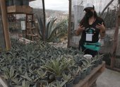 Conocida como la planta milenaria, el agave puede vivir hasta veinticinco años y llega a medir quince metros.